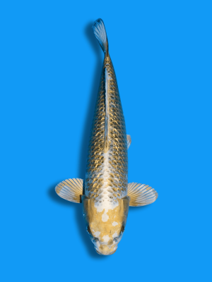 Ginrin Hikari Kawari | Koi&Co.